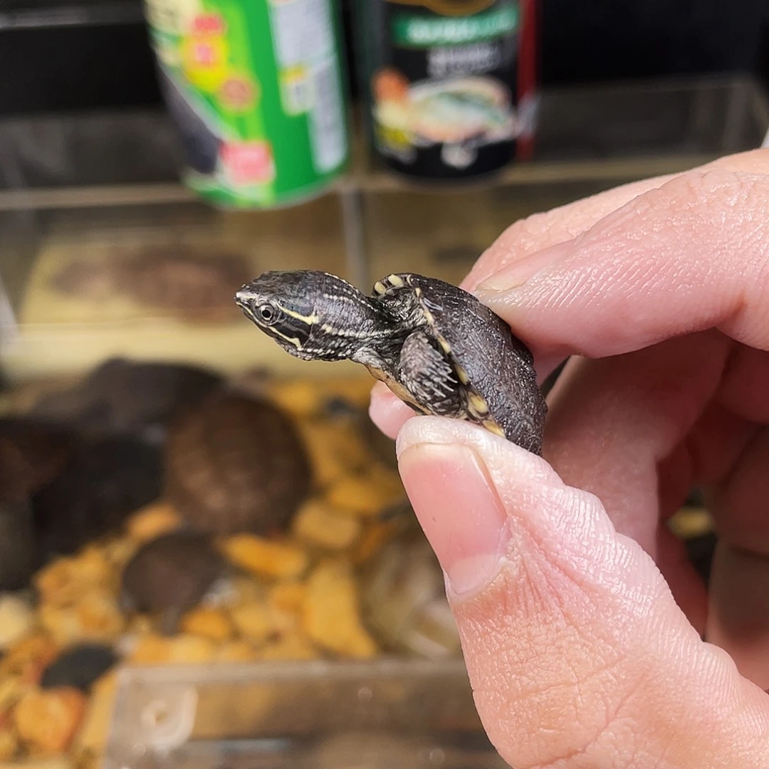 我***饭母绿毛龟点点滴滴的订单