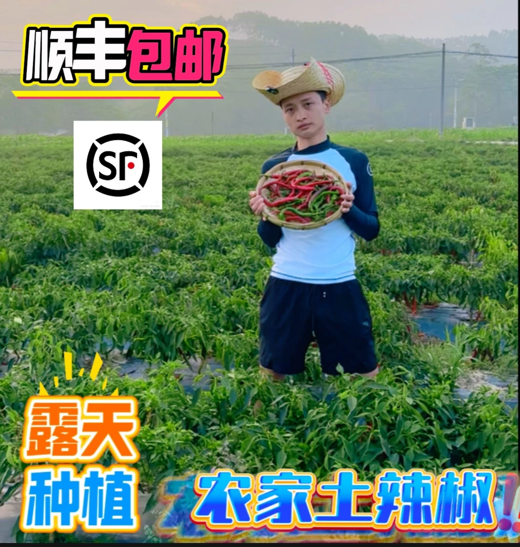 【青紫红】湘西特辣爆辣 皮薄肉厚 高山辣椒！