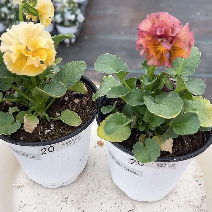 水晶抖音直播闪拍20