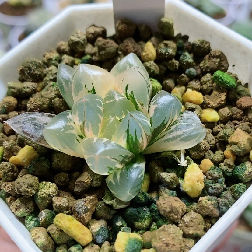 【闪购商品】107北极