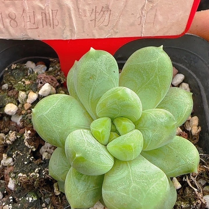 美人133多肉植物