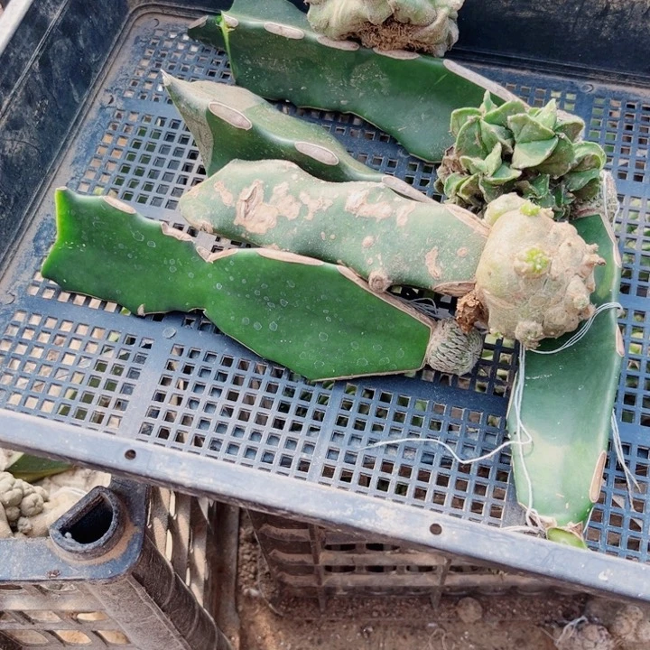 仙人球嫁接开花一筐57