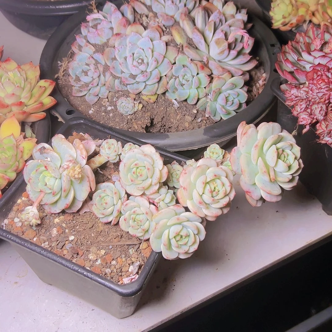 多肉一个基地直发编号18