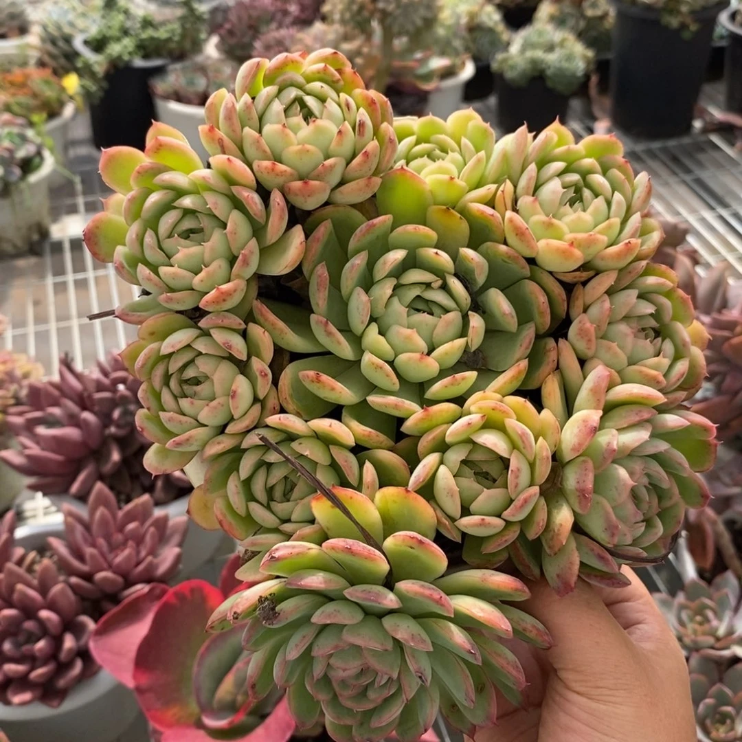 9192草莓冰一物一拍