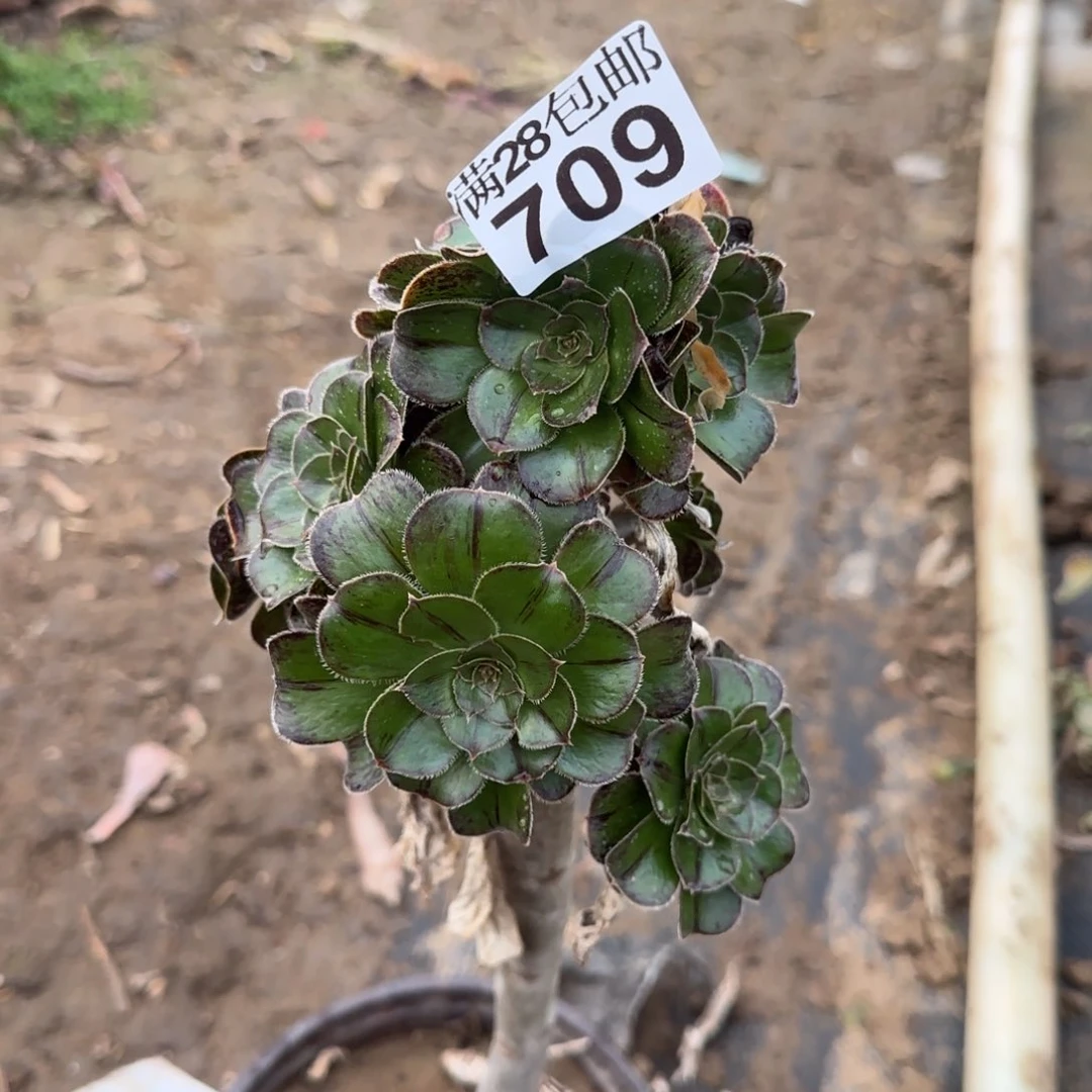 拉丝锦多肉709满28包邮断枝不包