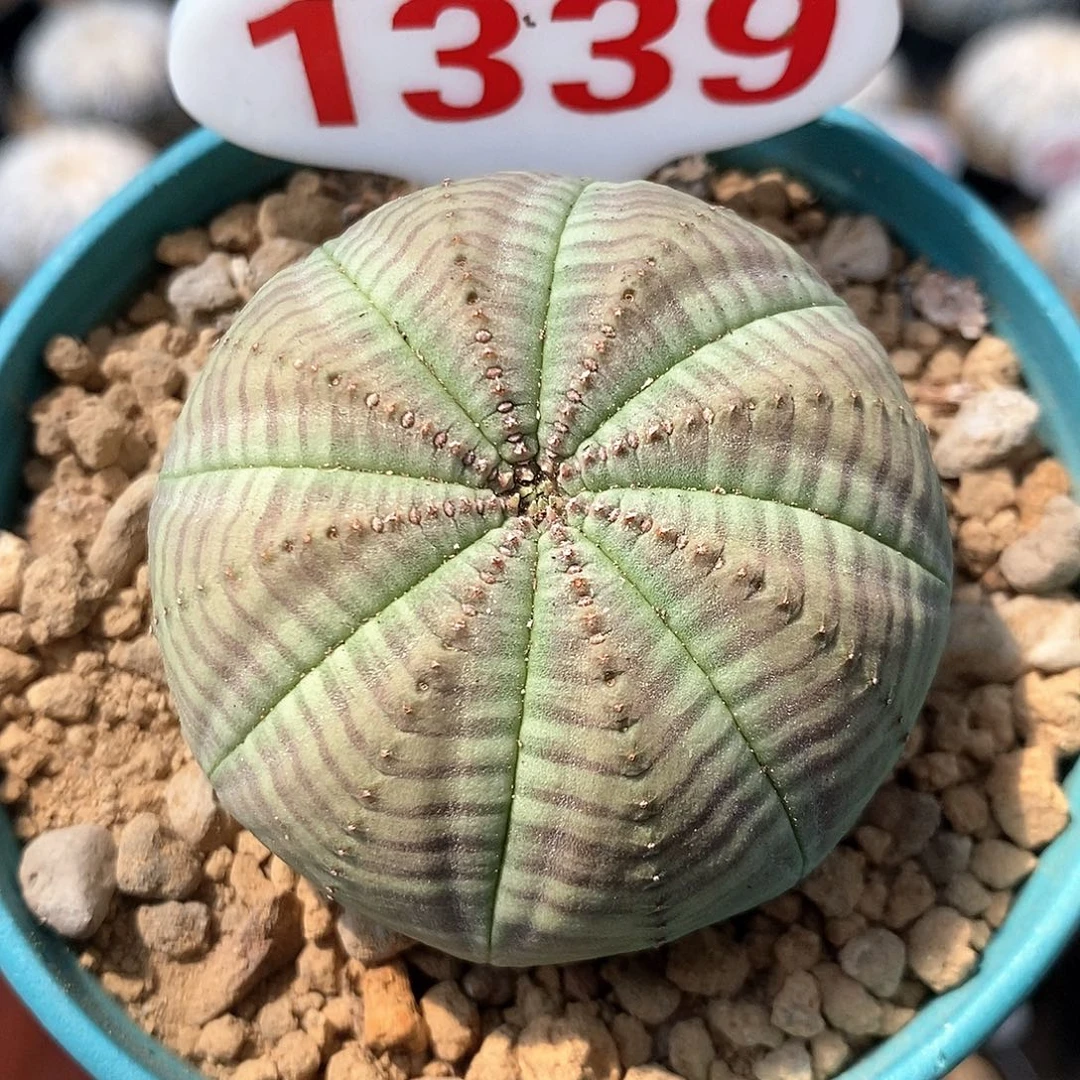 1339布纹球系列产品的