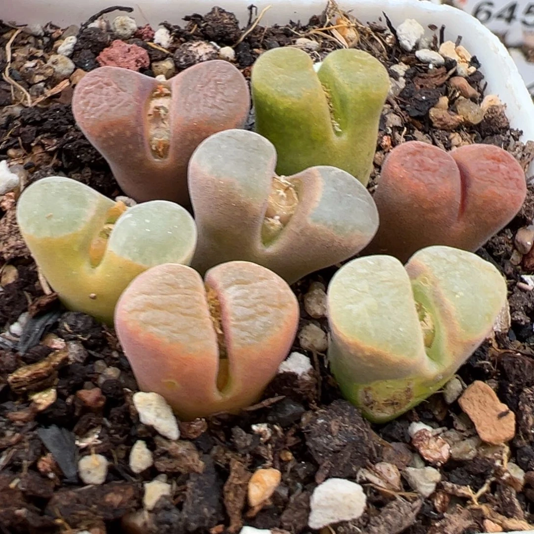 1.12好看的多肉649