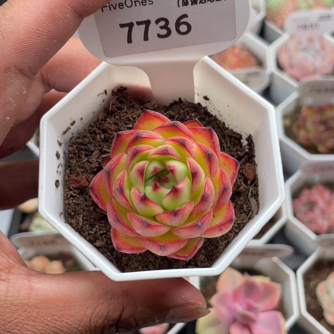 7736月亮石4.5厘米