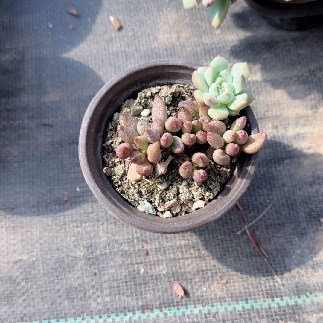 无花朵小红嘴特价老桩多肉
