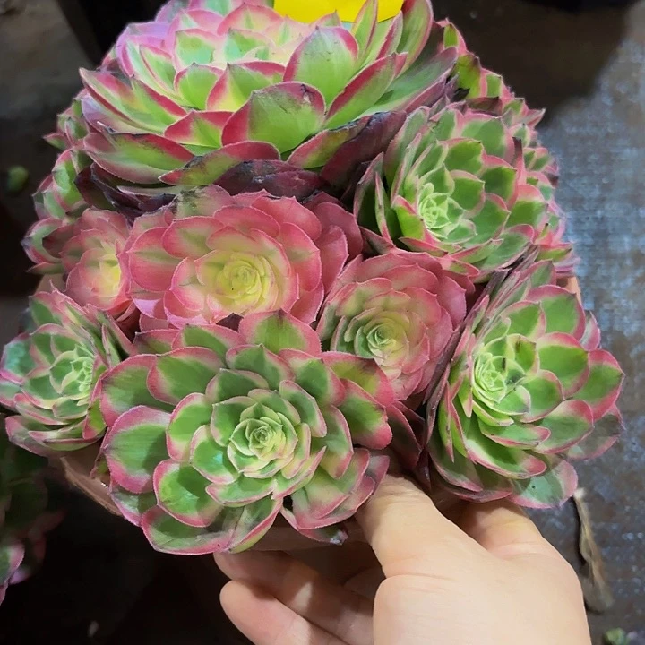 多肉植物海仙1043