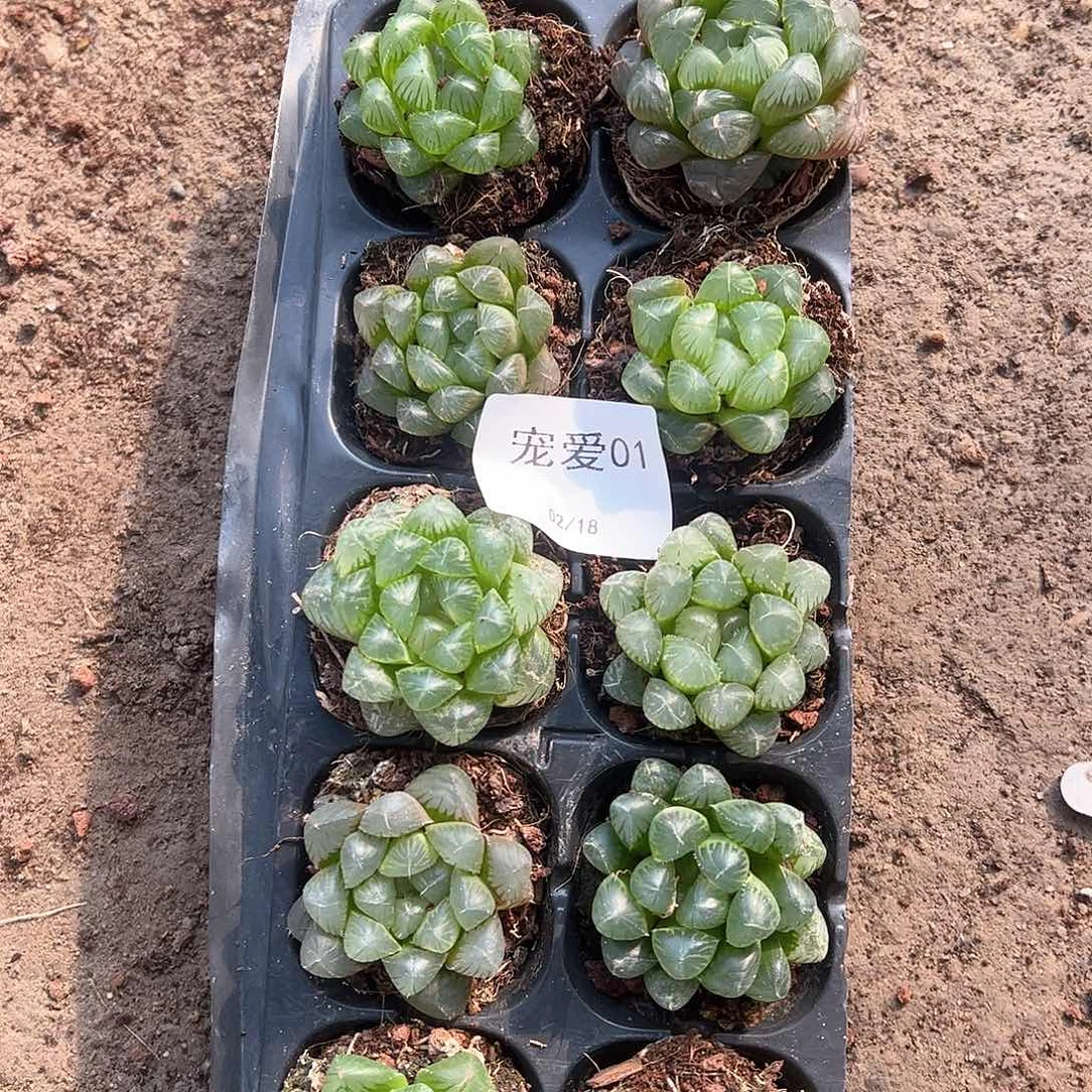 直播福利一物一拍01