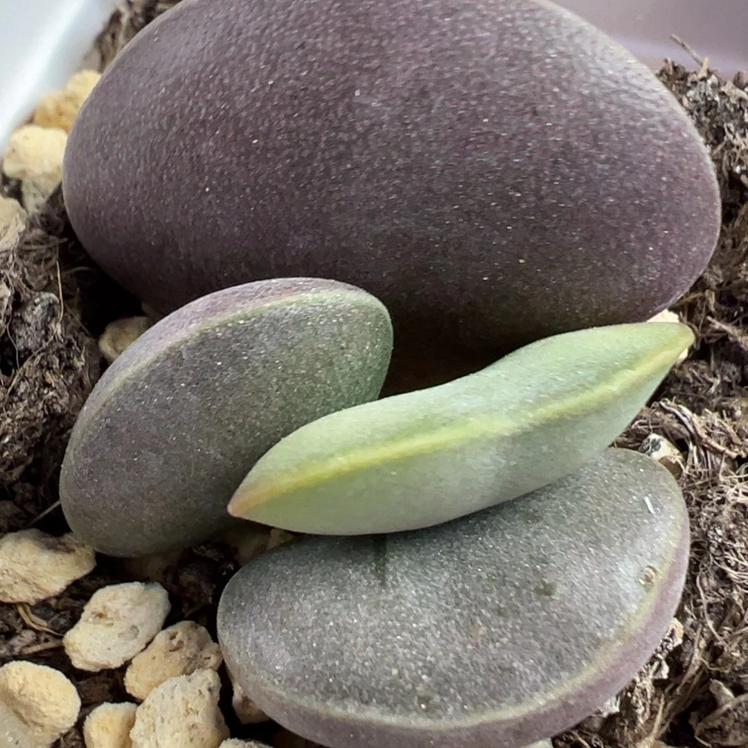 全紫花蛋水泡多肉植物水泡