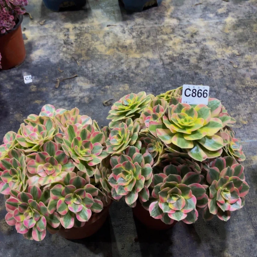 【闪购商品】小*春86600