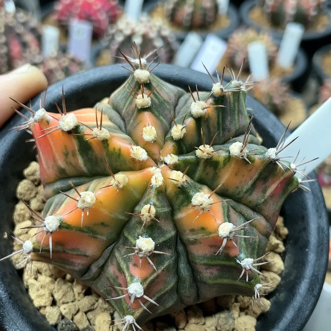 泰系实生，大复棱米哈锦