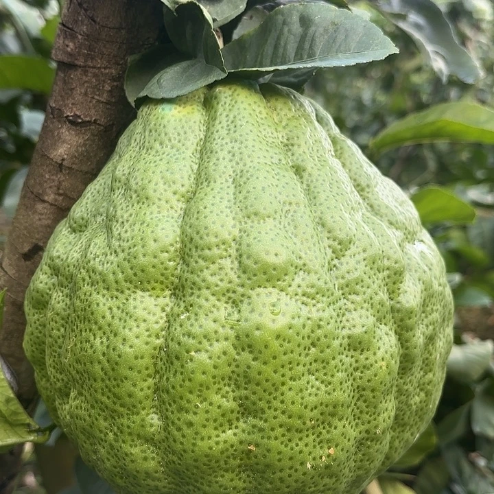 青***牛血橙云南高山精品大橼