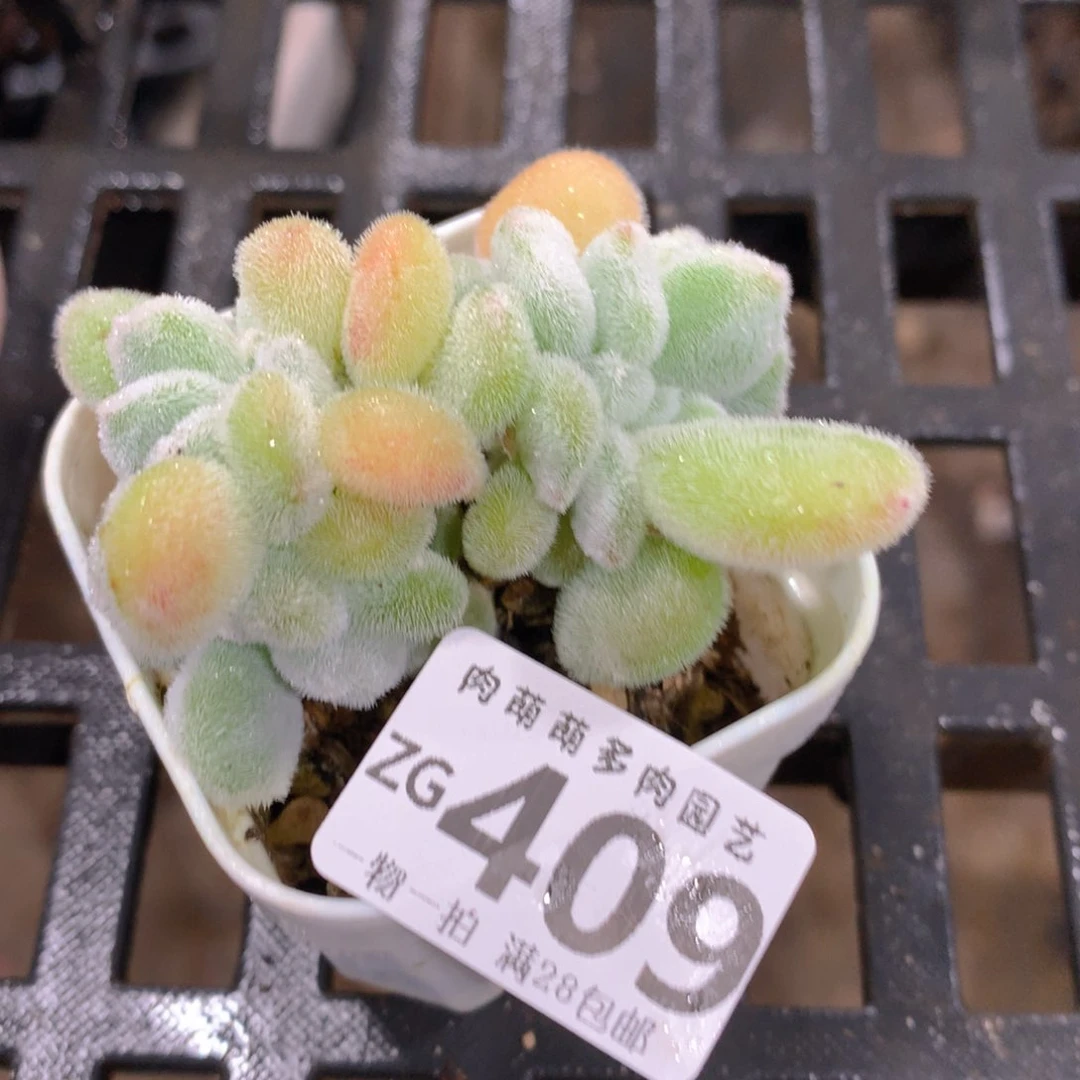 肉萌萌拇指盆精控多肉ZG409