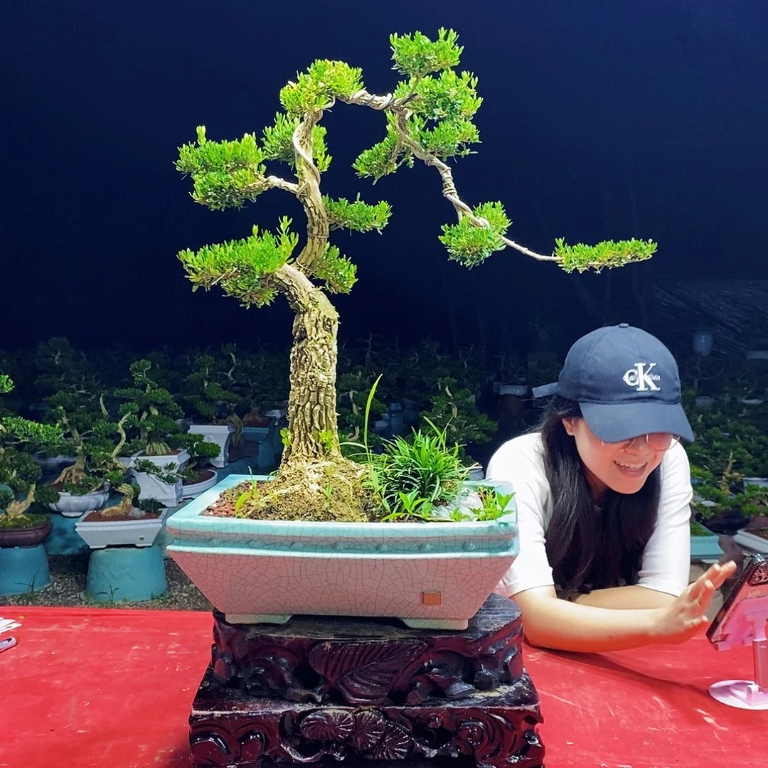 无花朵广东雀舌黄杨盆景