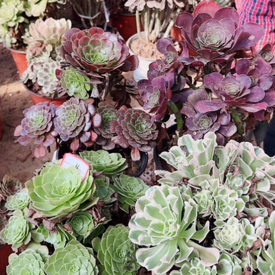 【闪购商品】无花朵烟****舞11号套餐4颗断枝不包