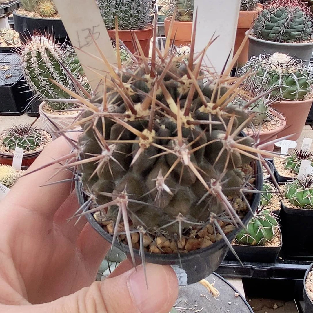 仙人球 智利球登阳玉 实生5.5cm