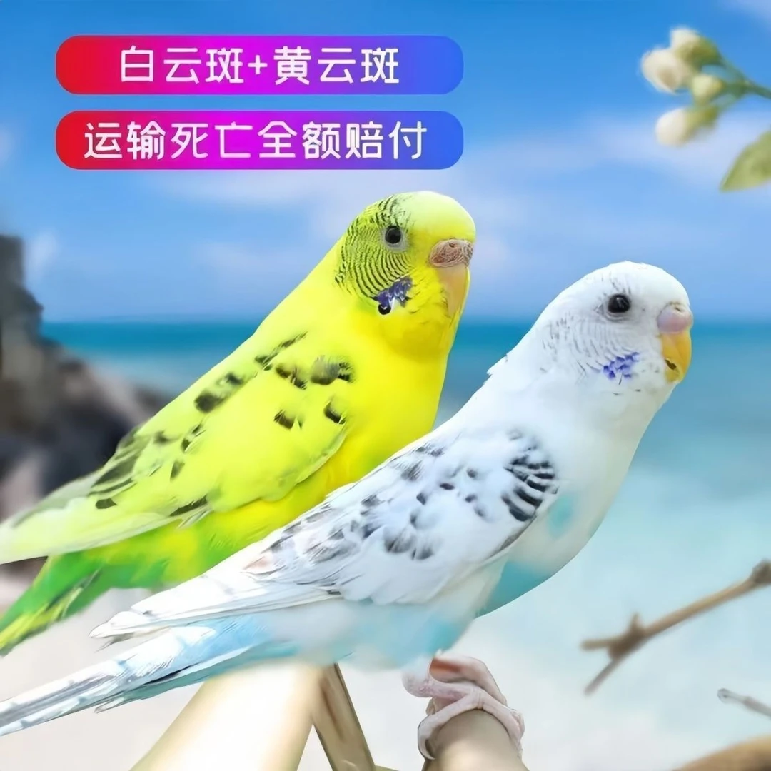 【鹦鹉*2只】可教说话的手养鹦鹉宠物亲人上手小型鹦鹉