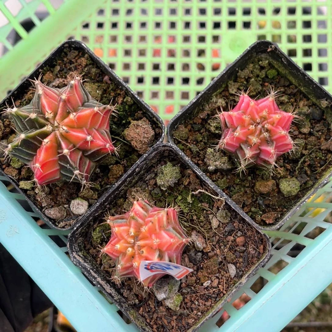 兜*乐自播苗福利哈哈哈哈哈