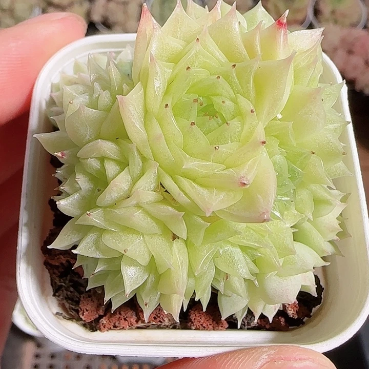 1117------73麦秆群