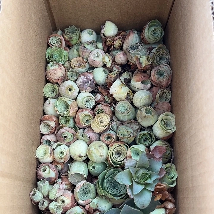 杨306 山地玫瑰清货福利不售后