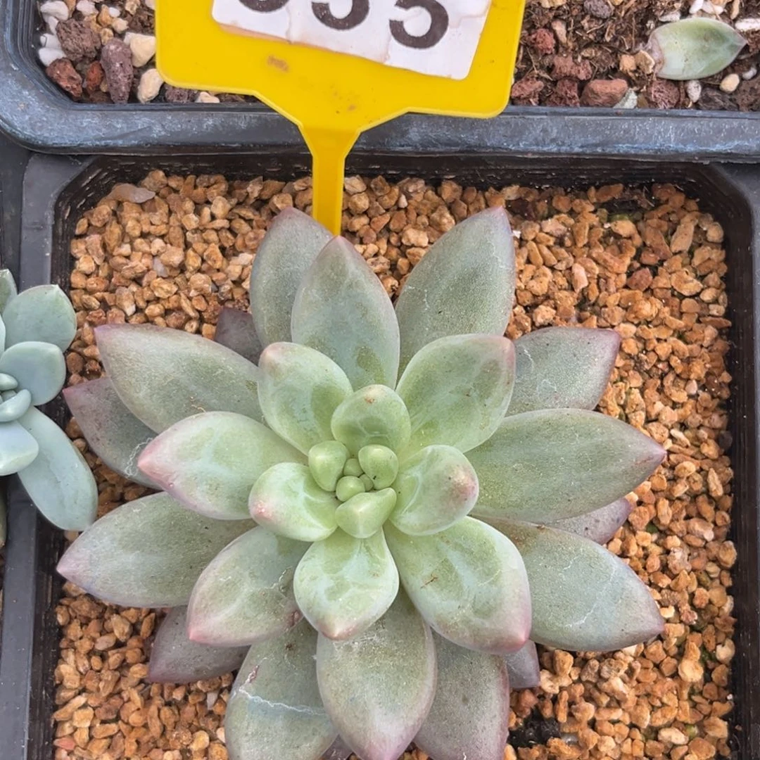 水晶球多肉植物535