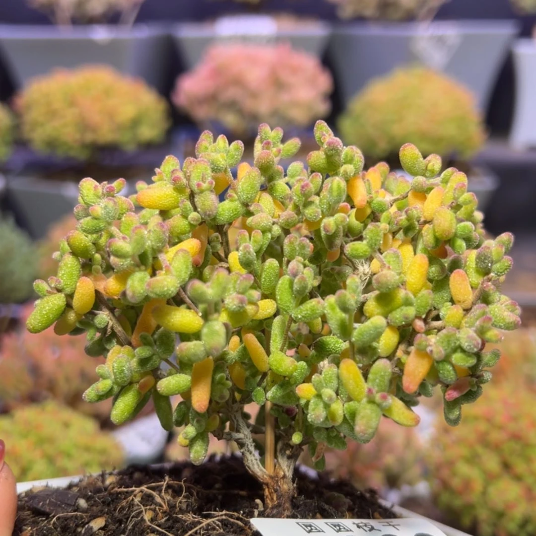 【闪购商品】d863糖球白糊斑锦冠幅9cm