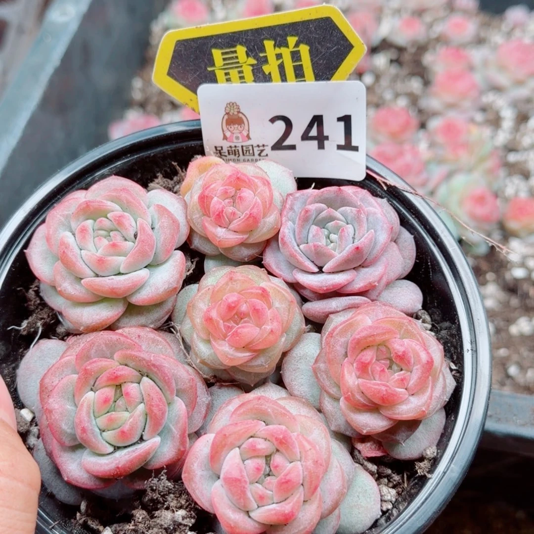 多肉植物多肉植物