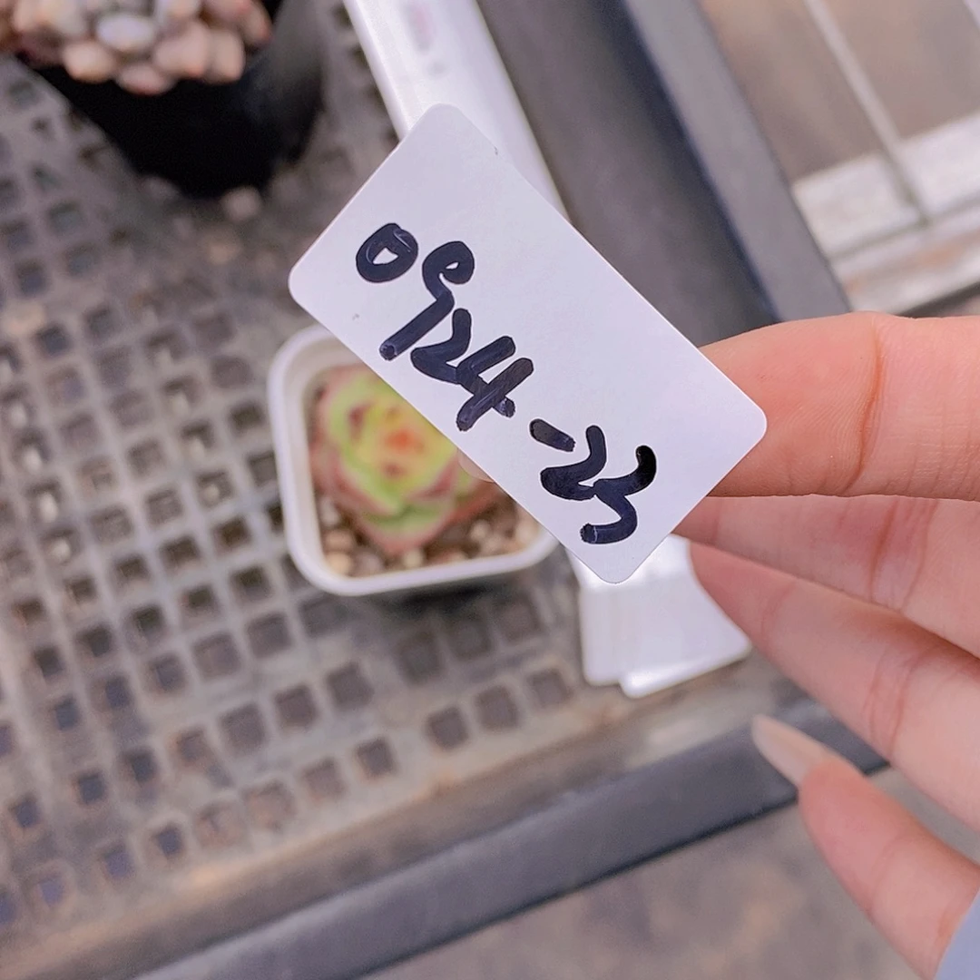 l***z0924-23-小灵宝福利一颗专拍