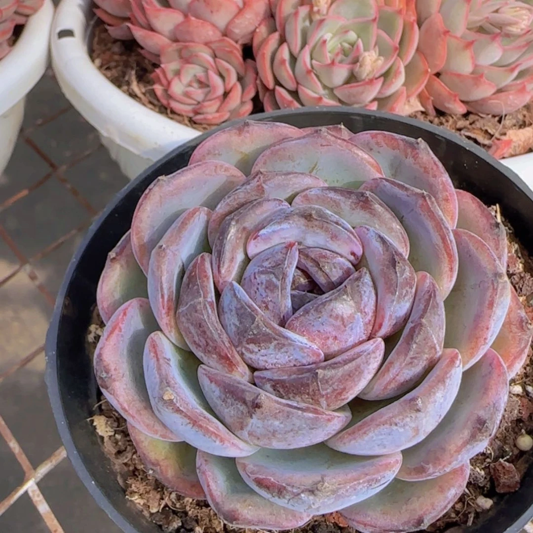 【闪购商品】正版黑橙