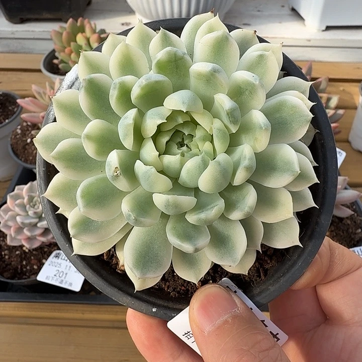 月莹锦111111130-197