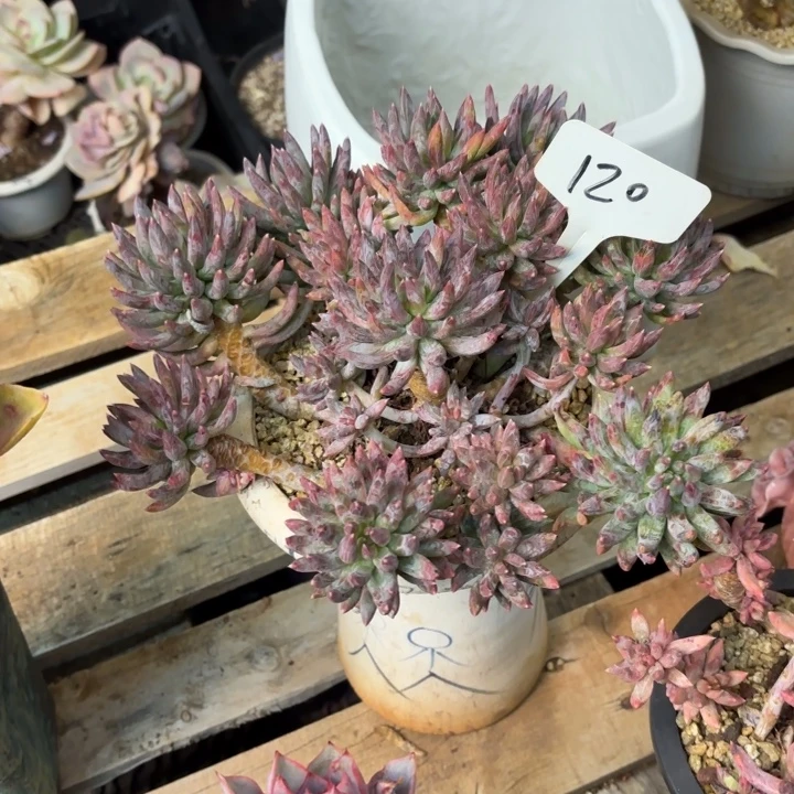 多肉植物，炫彩星120号