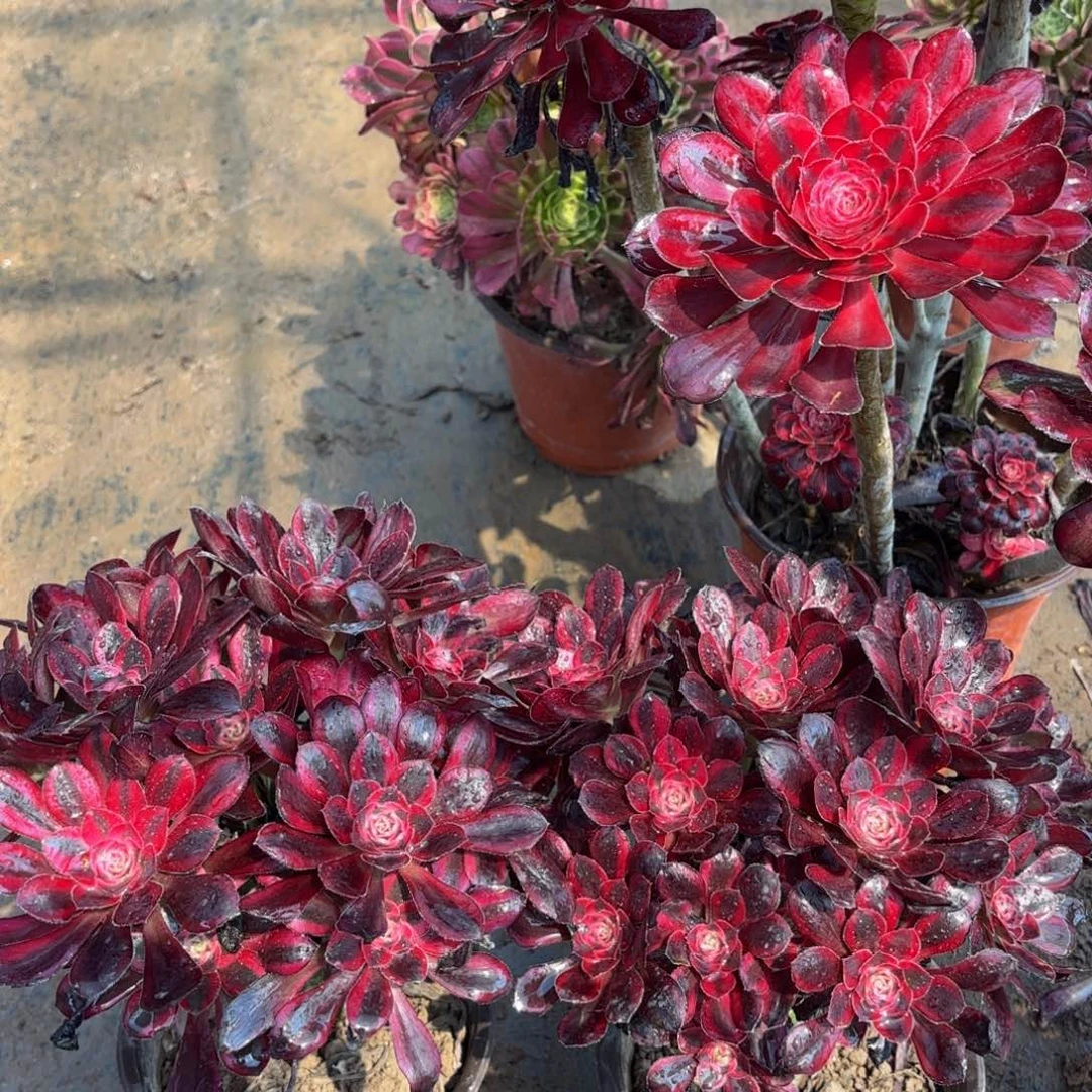 香奈儿掐心9.9多肉植物