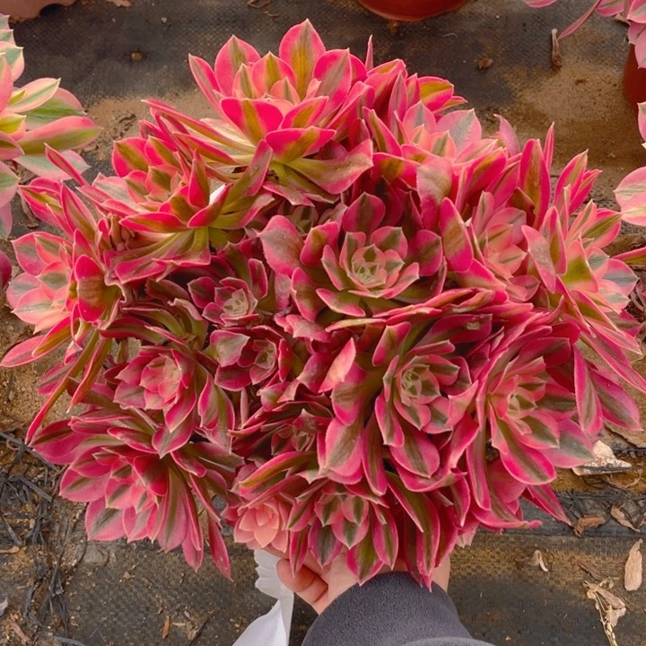 639女妖法师多肉断枝不售后