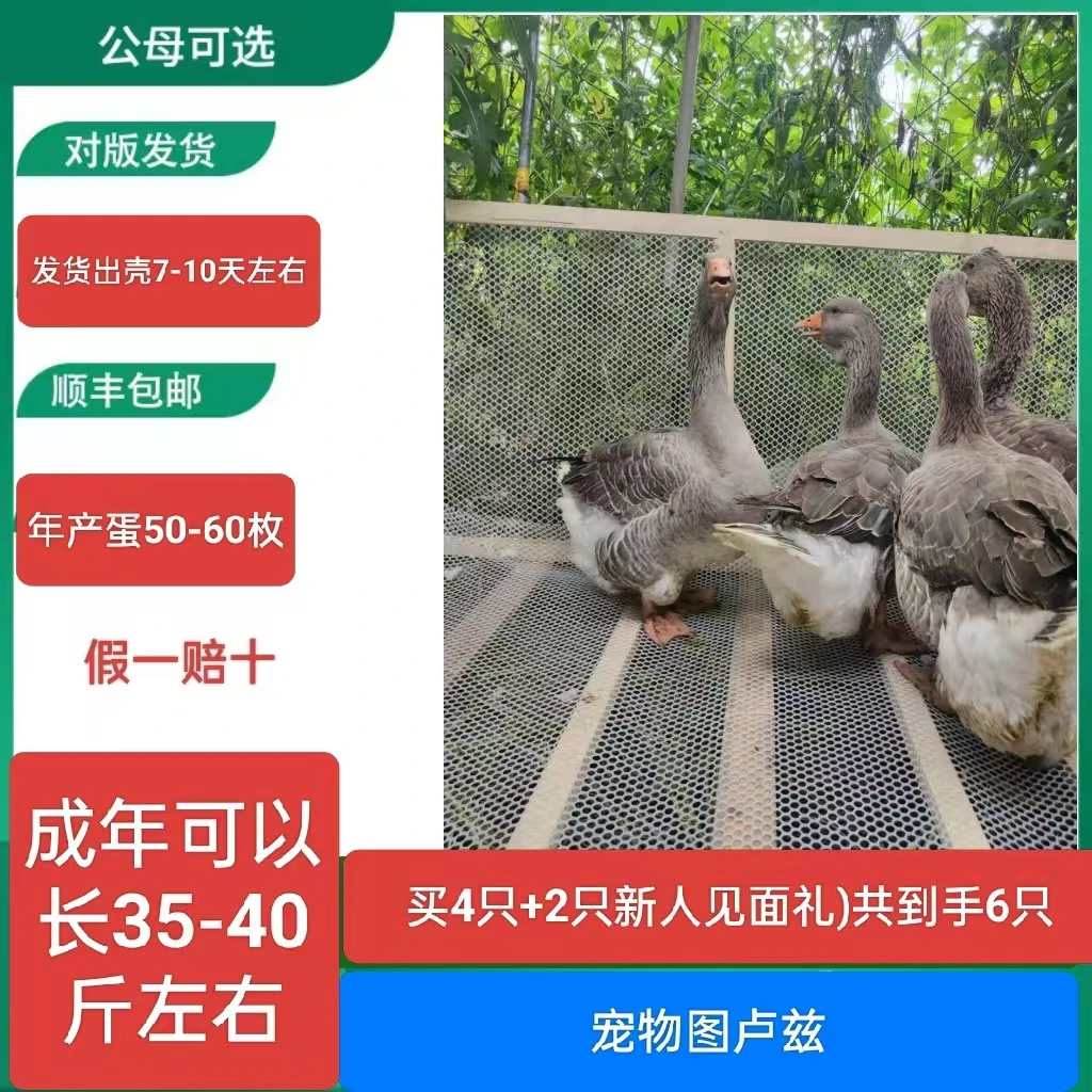 宠物图卢兹顺丰包邮发货