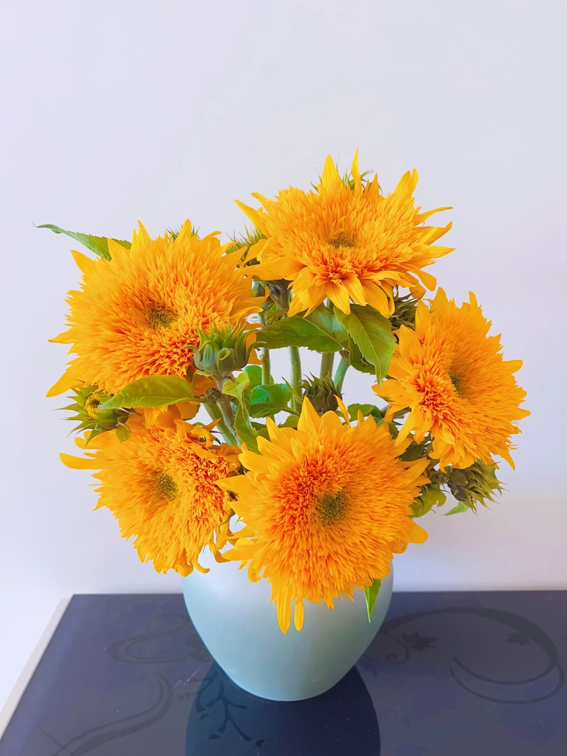 【毛绒质感】向日葵高品质鲜花束园艺家用水养鲜切花送闺蜜拍照
