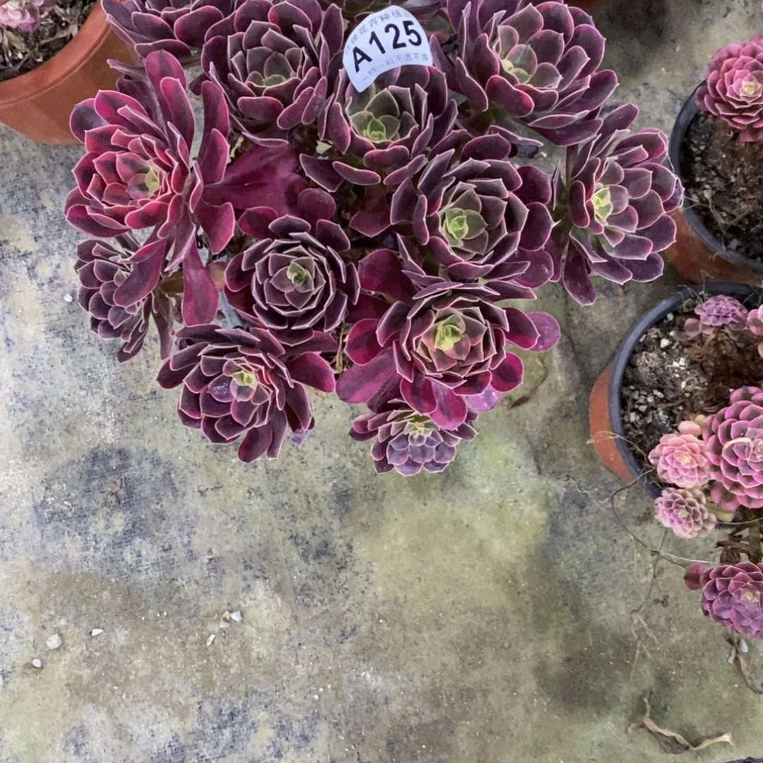 @***好125丛林金丝雀一颗