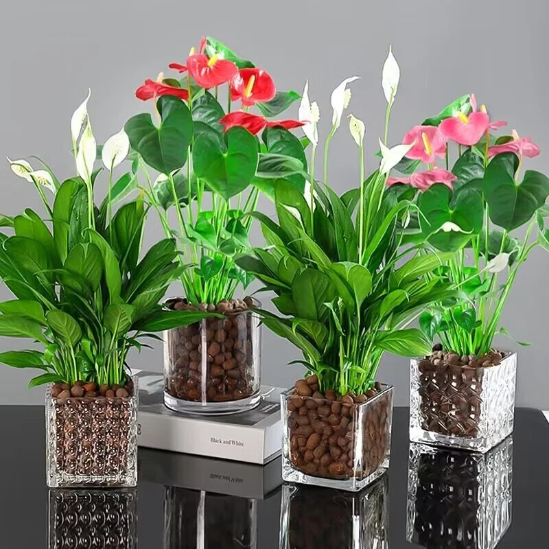 净化空气白掌一帆风顺水培植物办公室内花卉绿植红掌水养四季开花