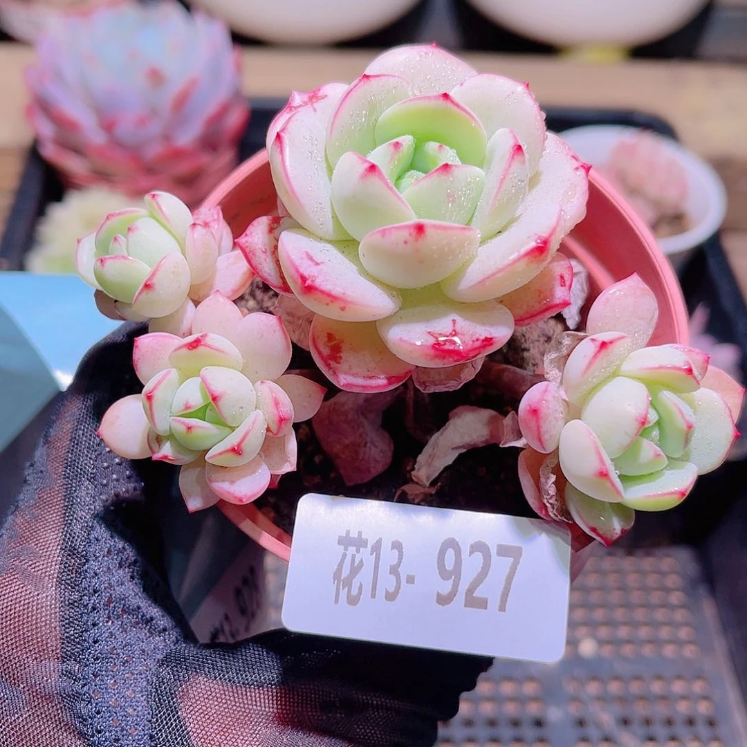 花利美13-927香草