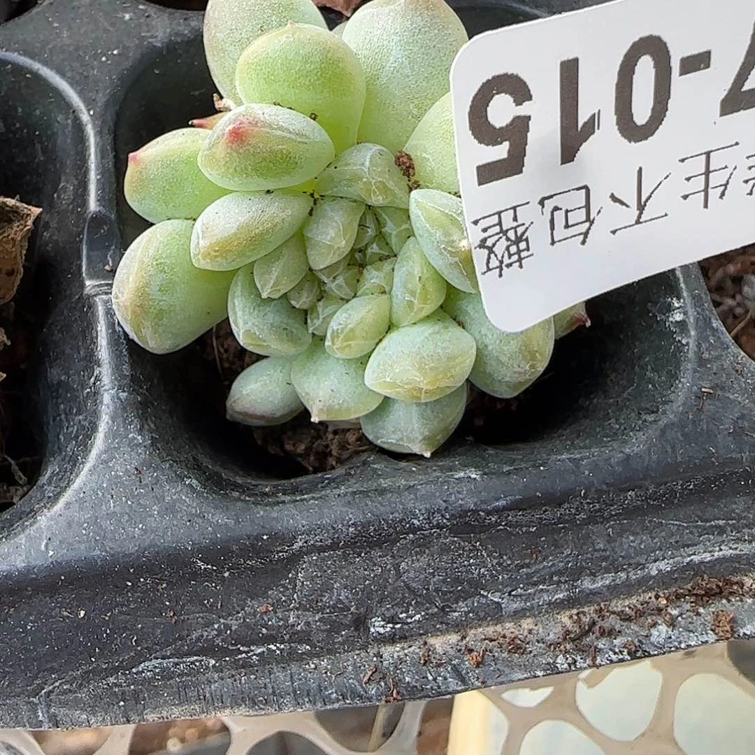 鱼*糯小卡拉米糖心一物一拍27-15