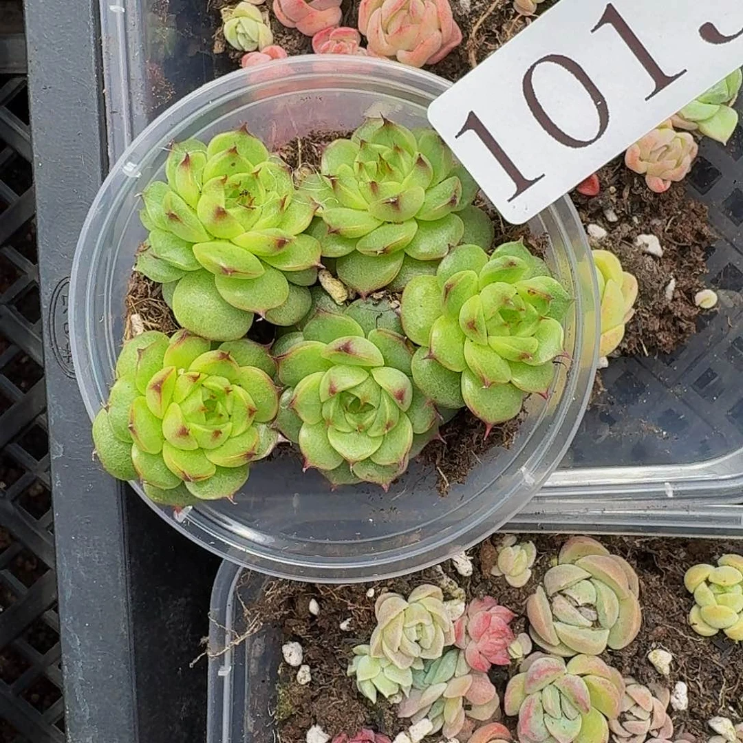 多肉植物多肉植物1013