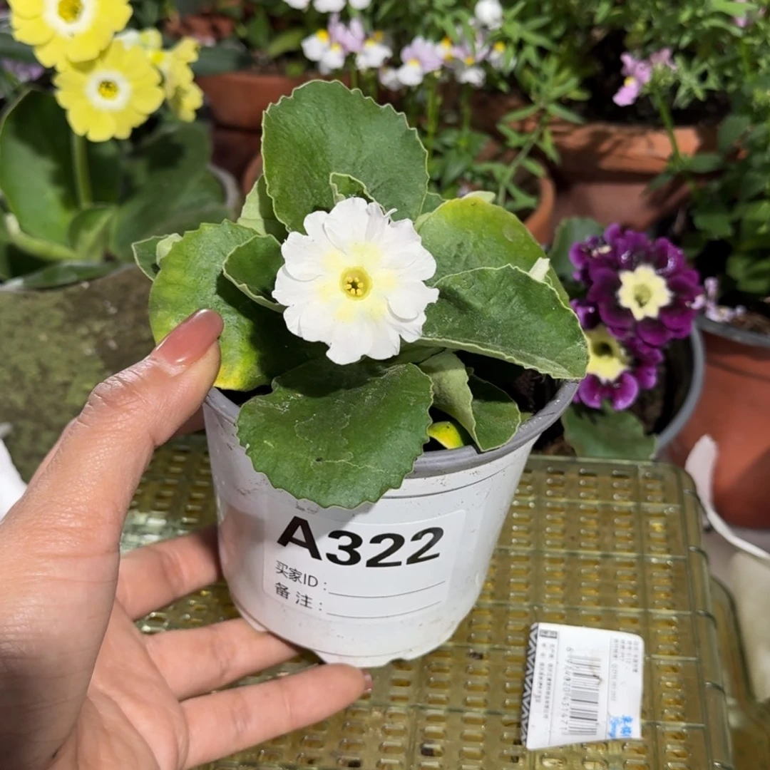 一物一拍耳叶报春A322