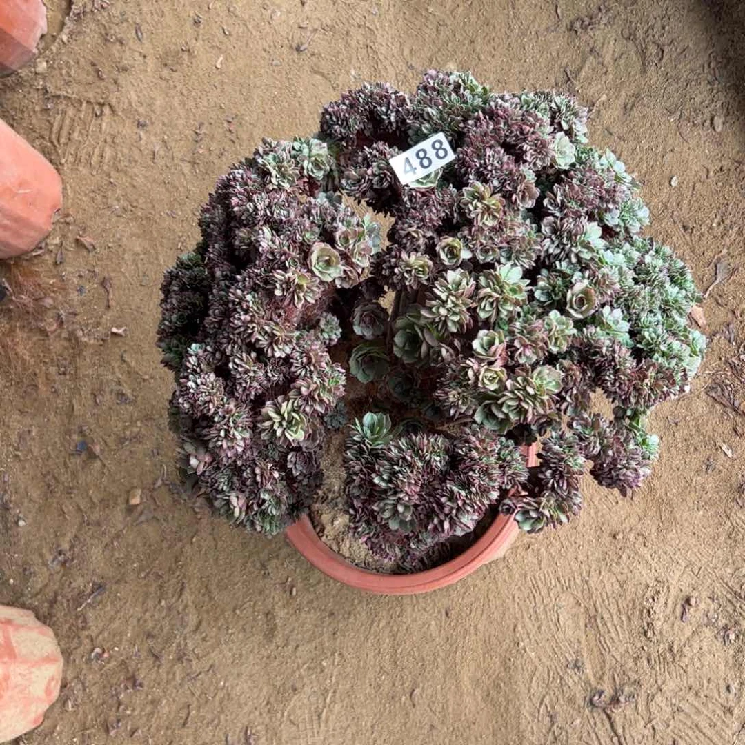 有伤万缀488官府45