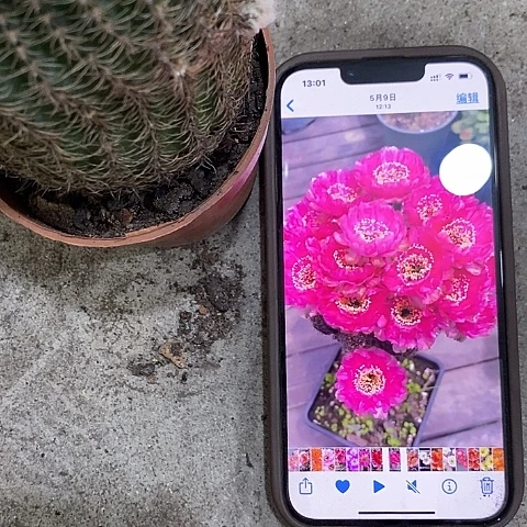 粉红女郎丽花，2578990