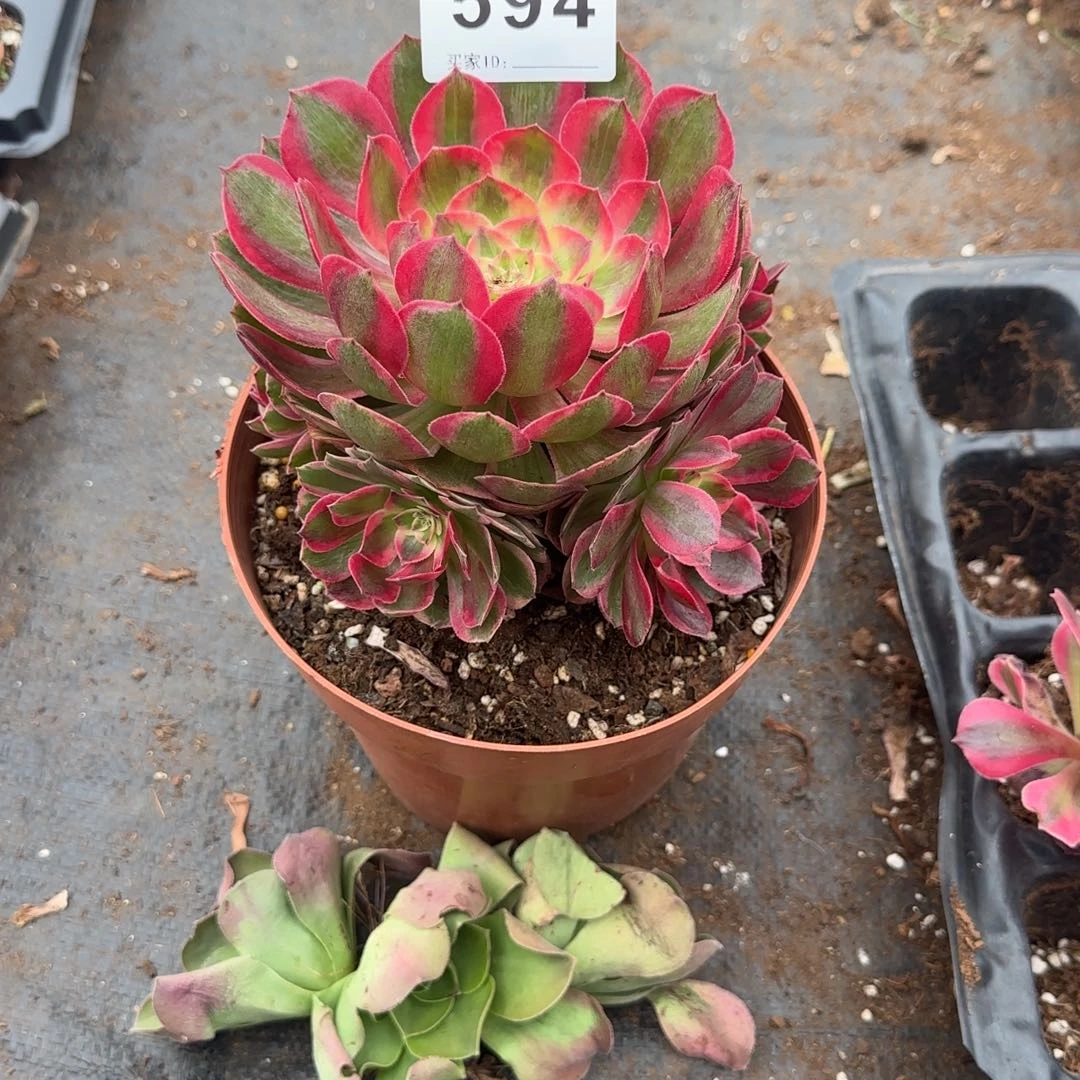 @***@精品多肉植物0594