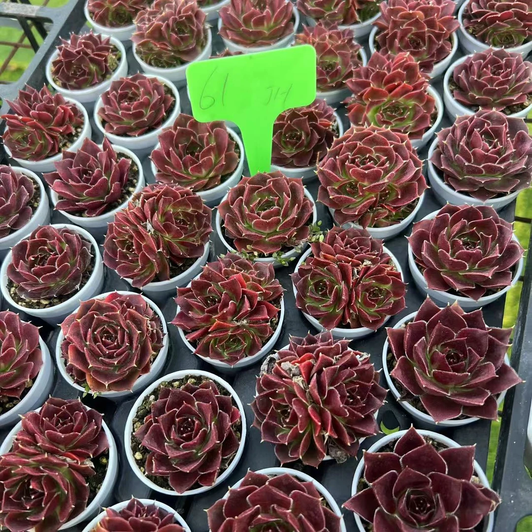 5厘米盆 神须草 马拉松 带盆栽好发货
