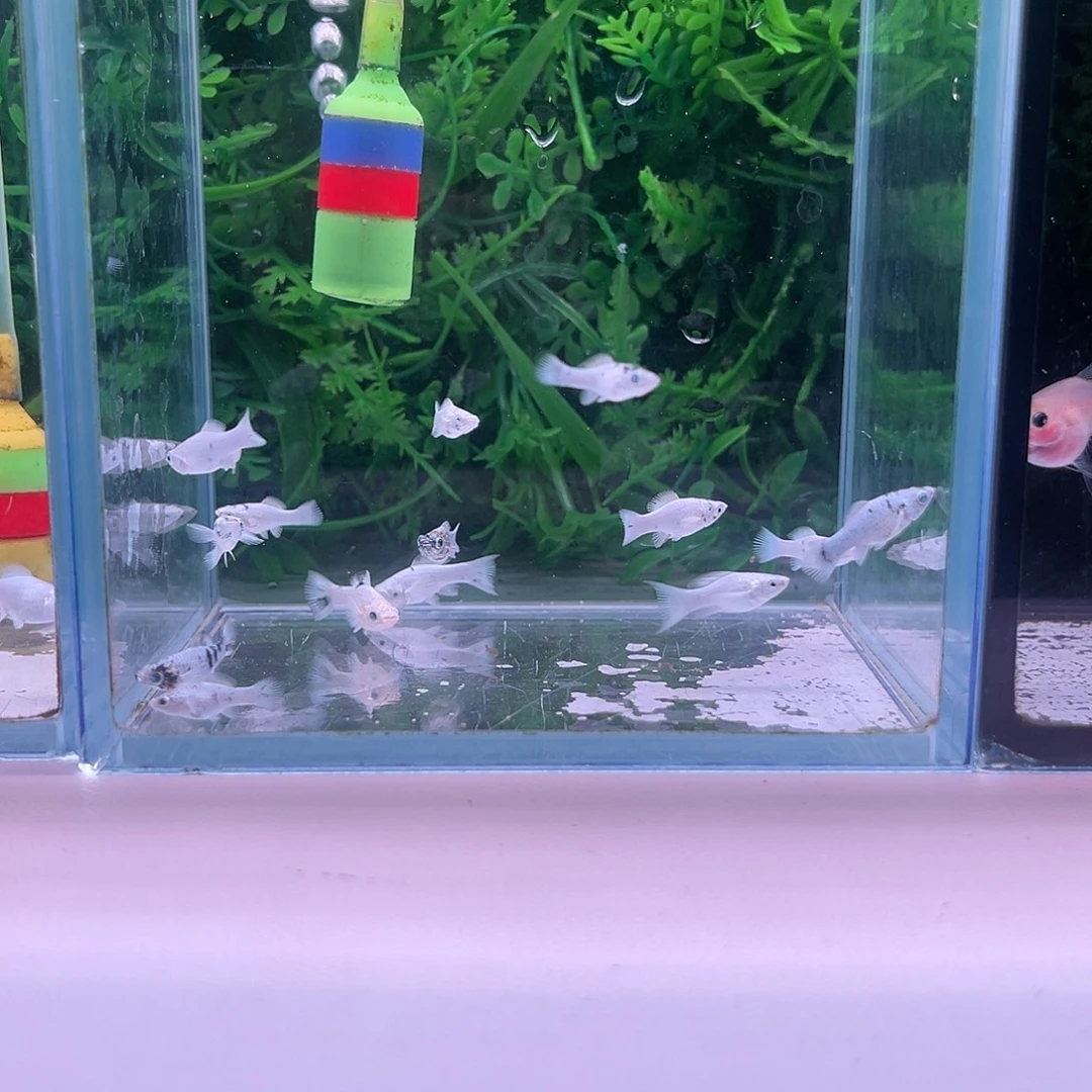 黑玛丽鱼858号玛丽苗子10+5备损