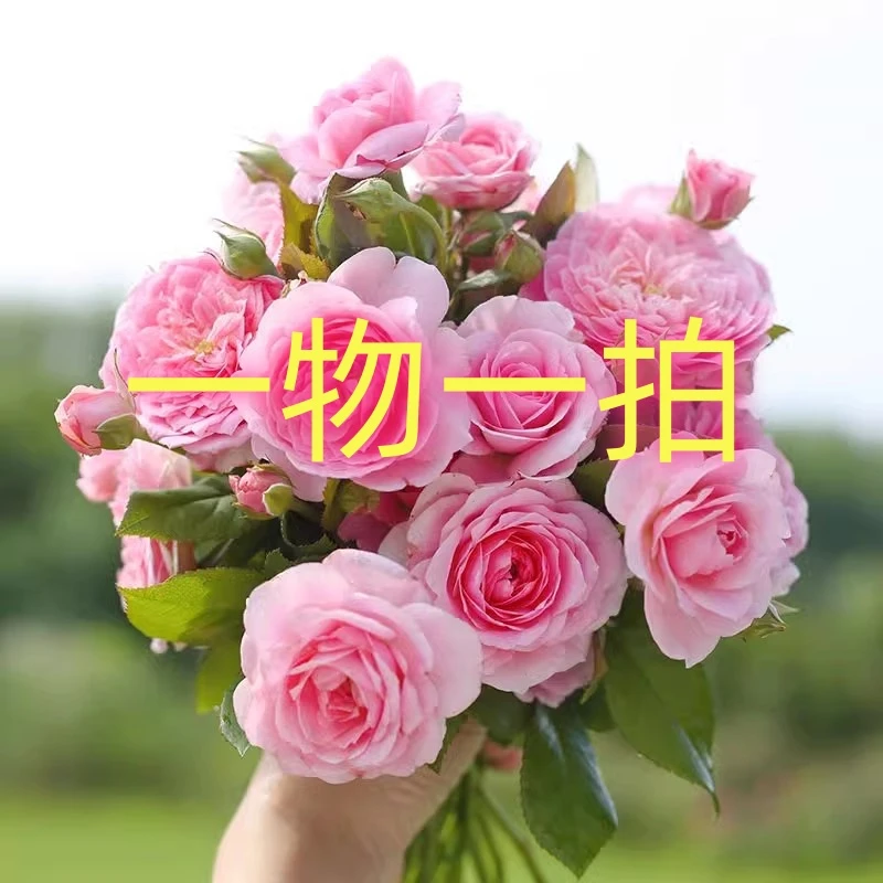 月季盆栽直播链接一物一拍